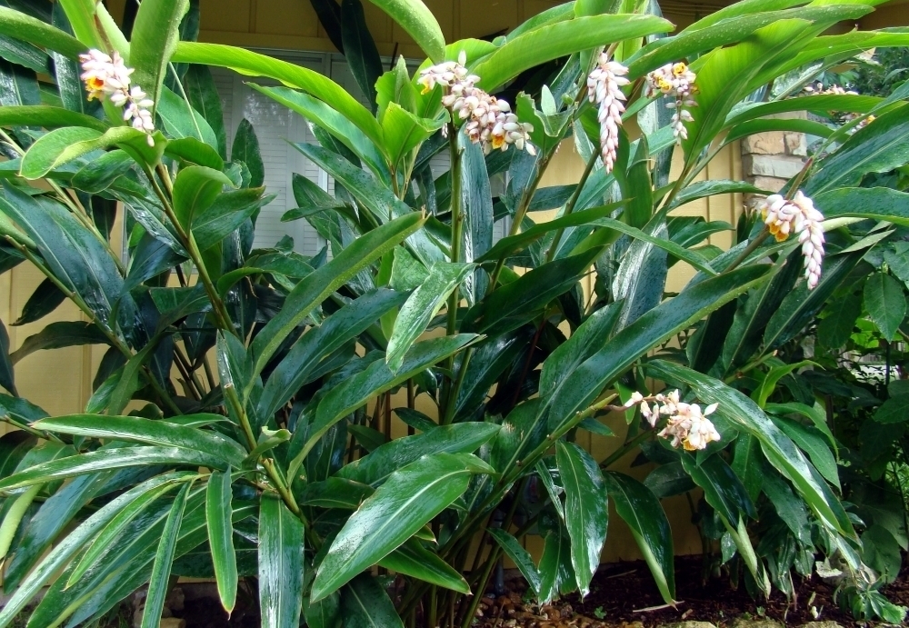 Alpinia zerumbet1