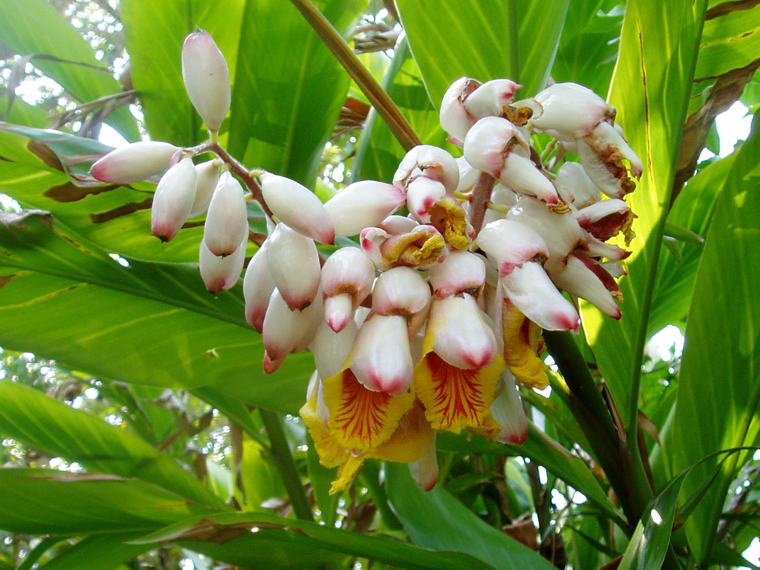 Alpinia_zerumbet