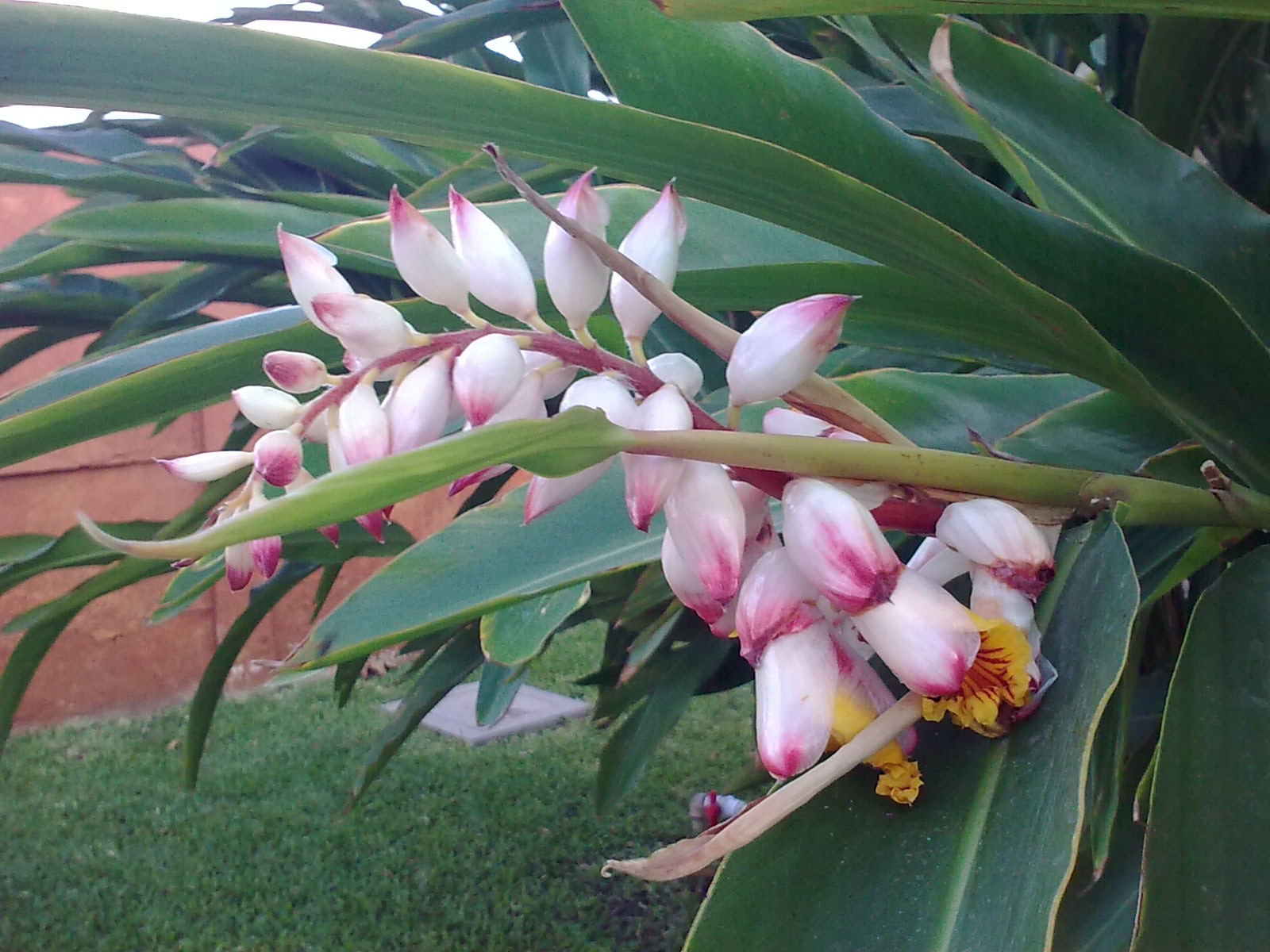 Alpinia_zerumbet_