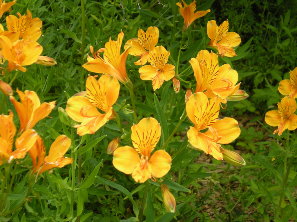 Alstroemeria aurantiaca,