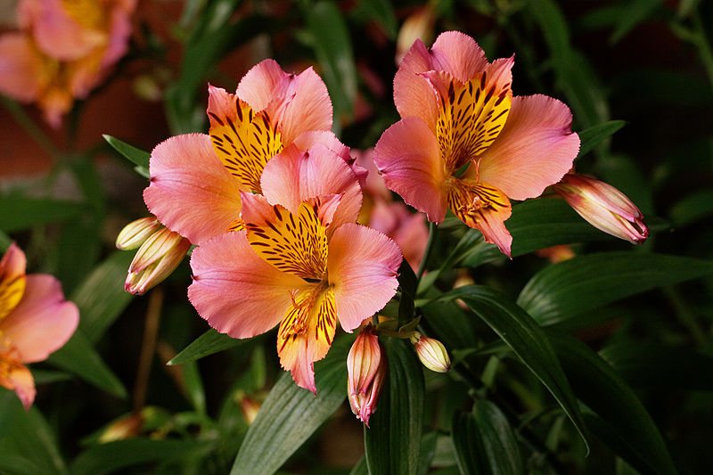 Alstroemeria-bb