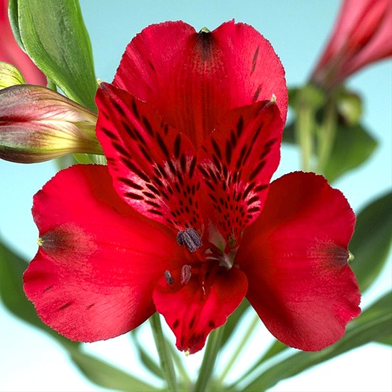 Alstroemeria hybrida