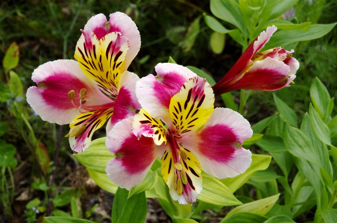 Alstroemeria hybrida_6