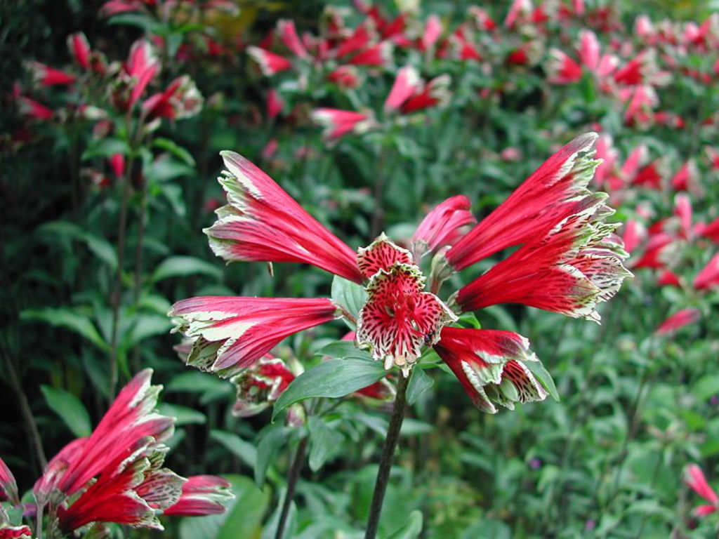 Alstroemeria-pulchella