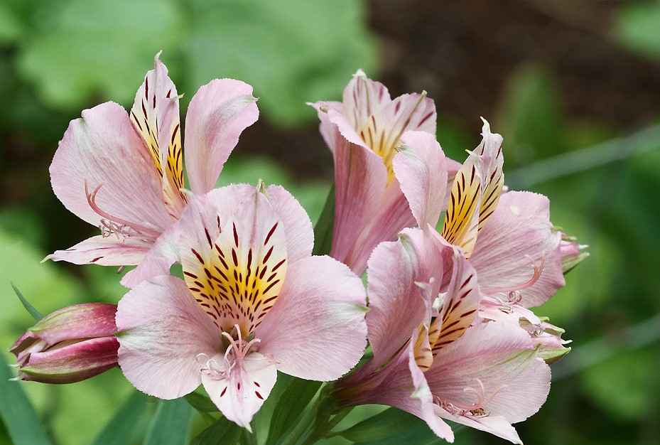 Alstroemeria_00