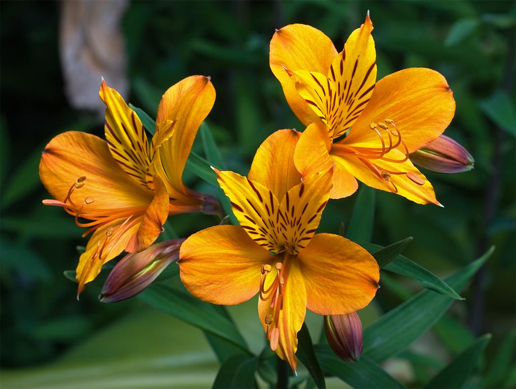 Alstroemeria_aurantiaca