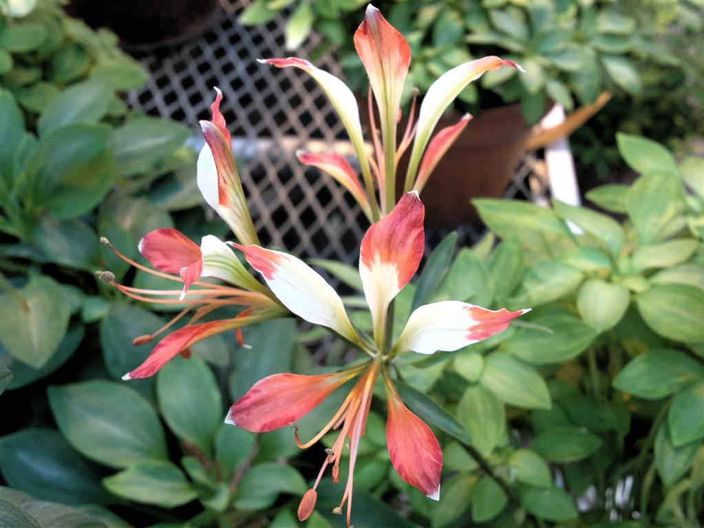 Alstroemeria_caryophyllacea02