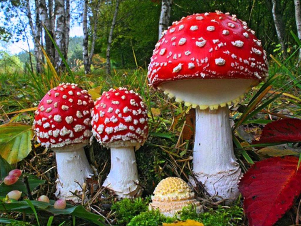 Amanita muscaris