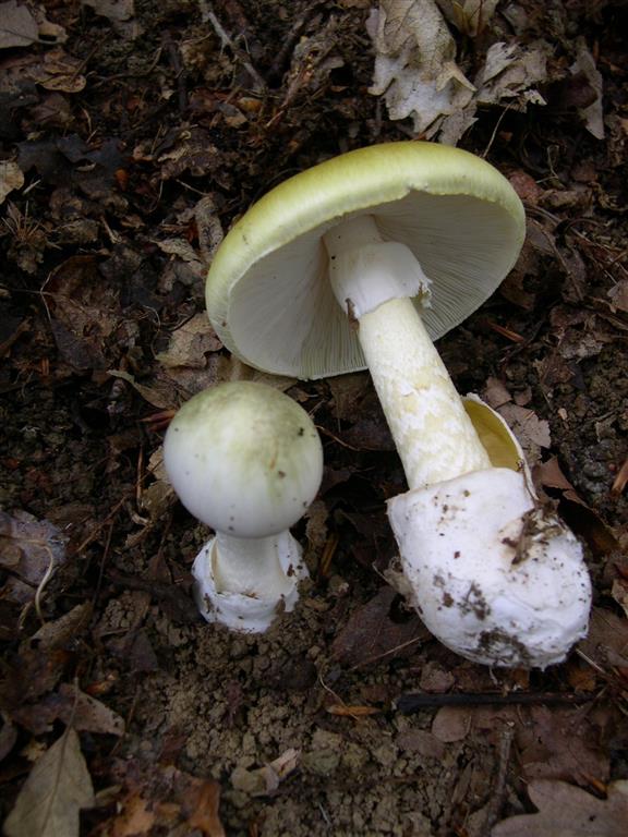 Amanita_phalloides