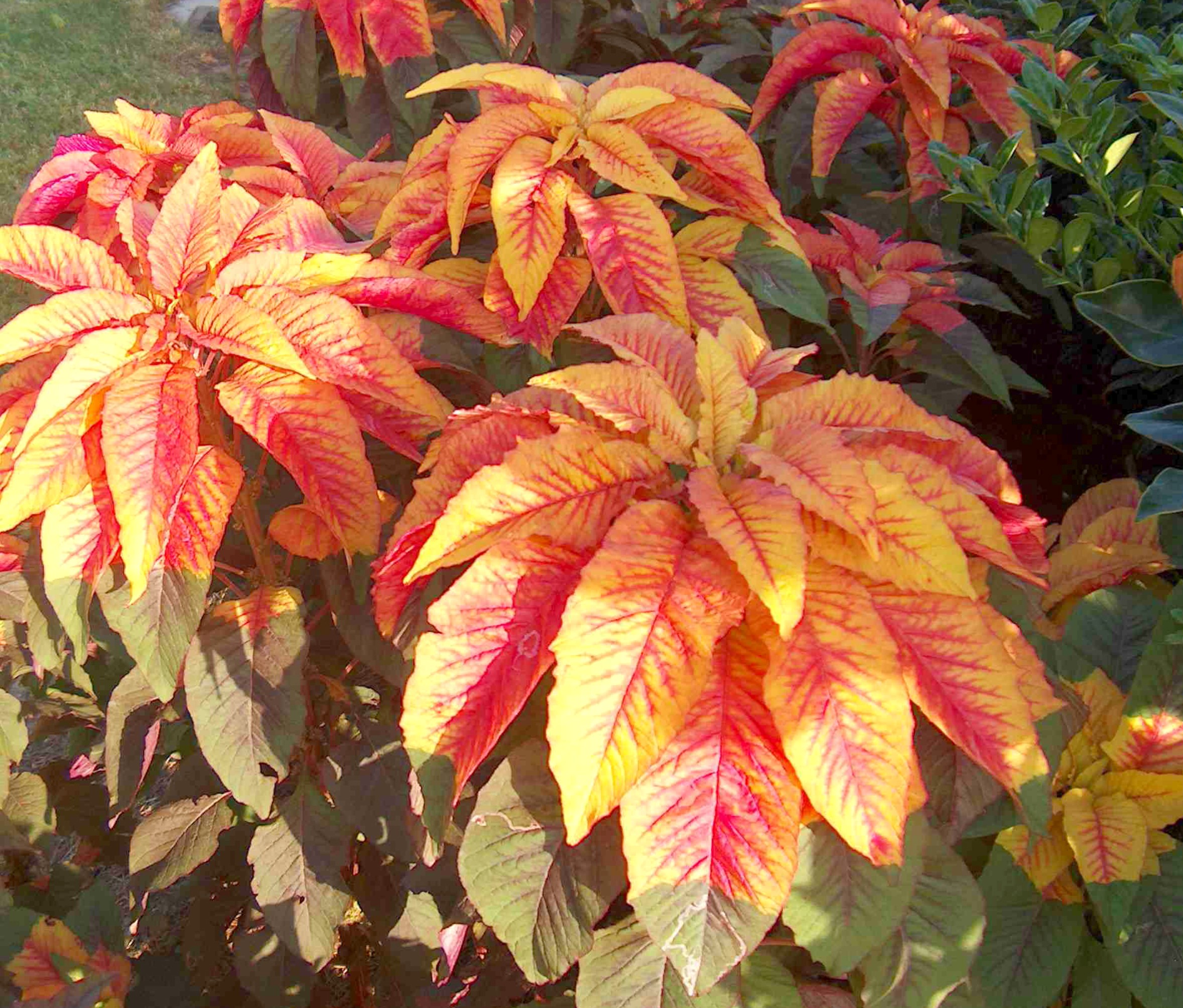 Amaranthus tricolor