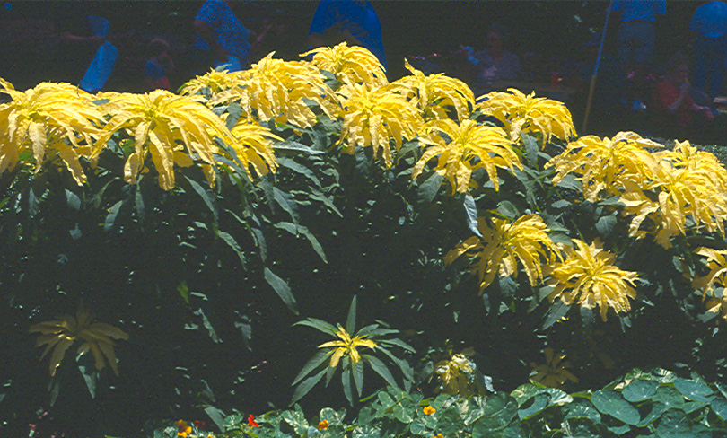 Amaranthus_tricolor_