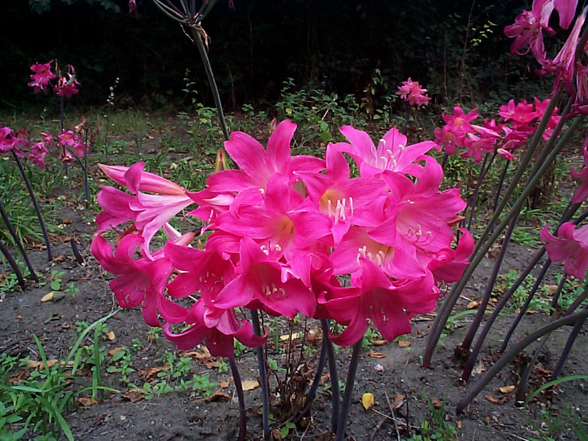 Amaryllis belladonna - texto no world