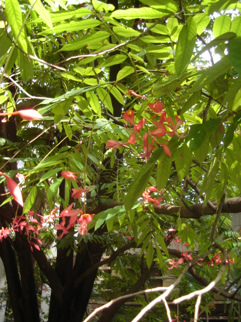 Amherstia Nobilis Wallich