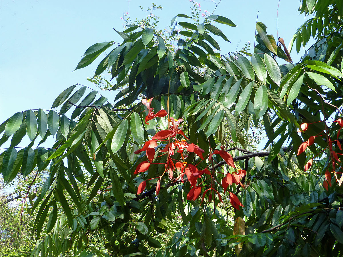 Amherstia nobilis