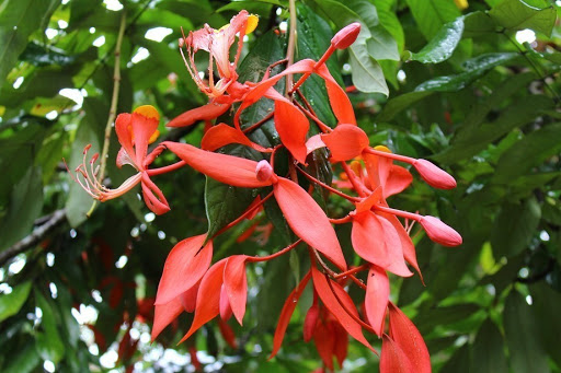 Amherstia nobilis