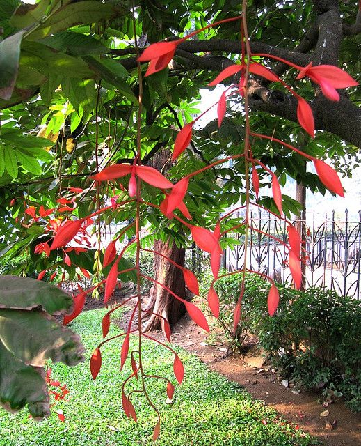 Amherstia nobilis