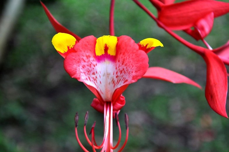 Amherstia nobilis_22