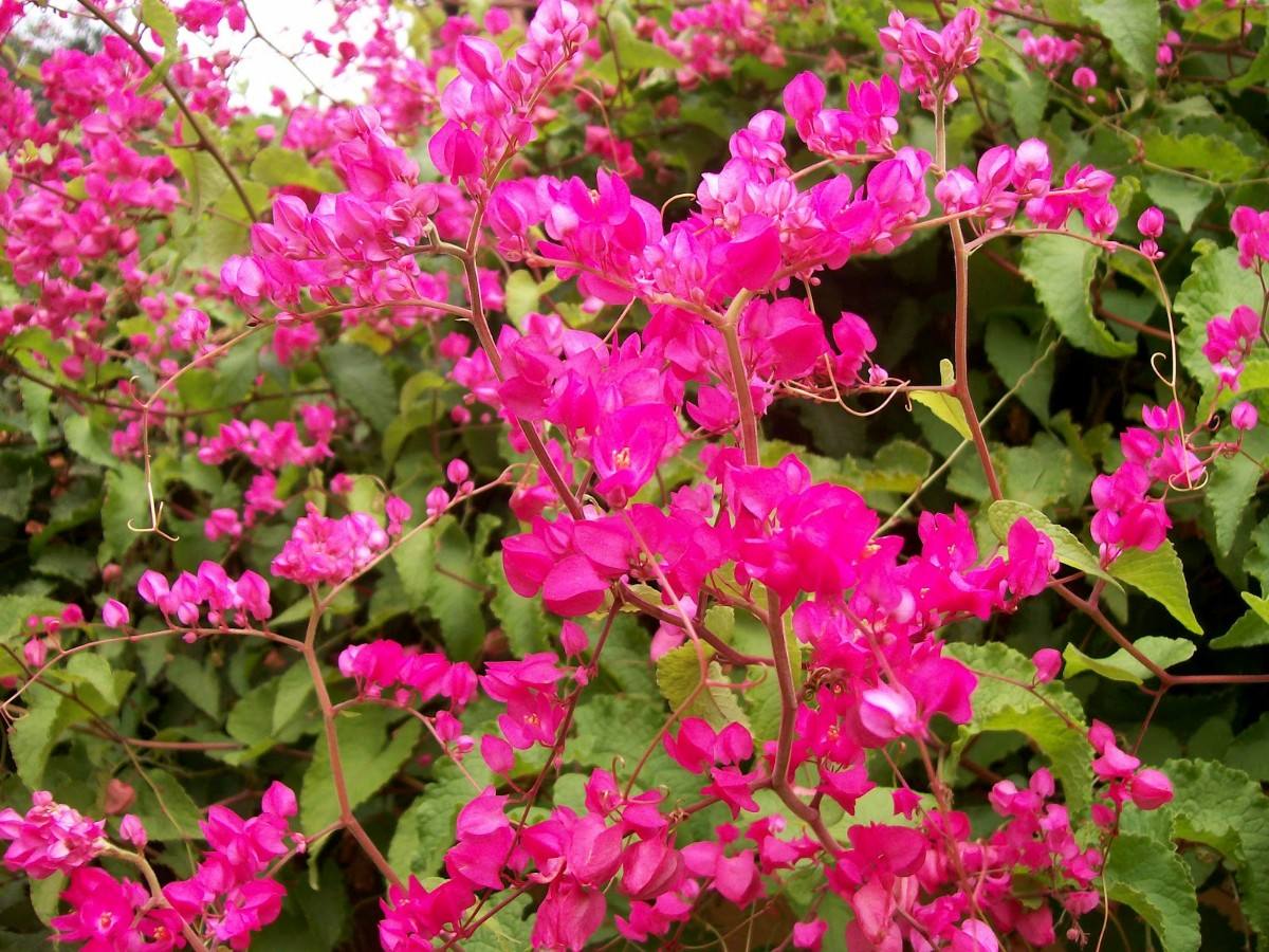 Amor-agarradinho (Antigonon leptopus)