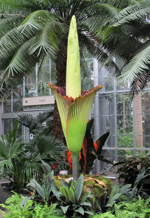 Amorphophallus titanum