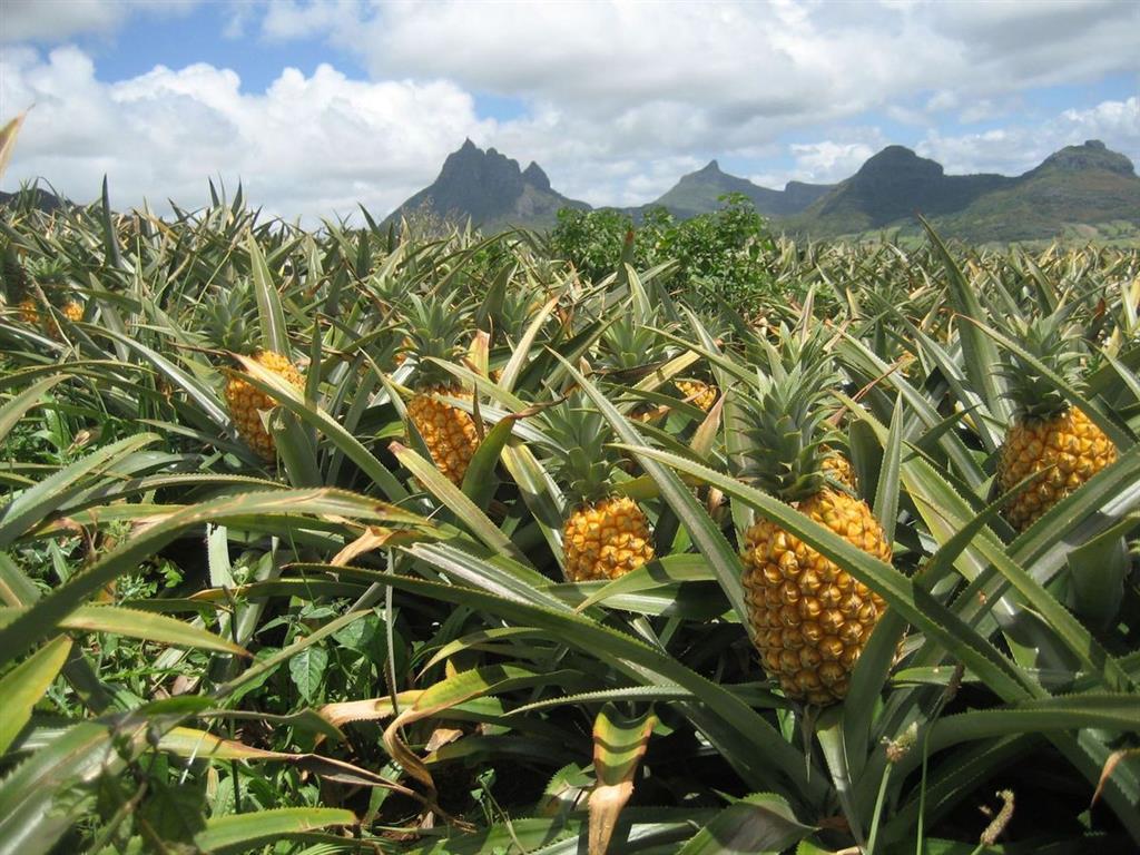 Ananas comosus