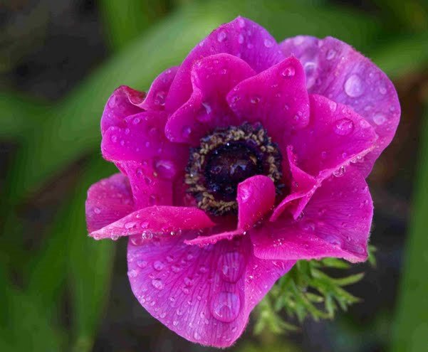 Anemona lilás