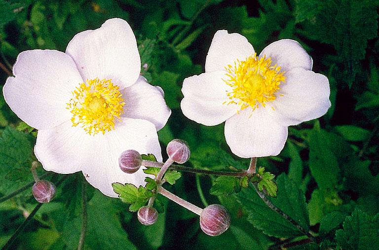 Anemone Hupehensis1