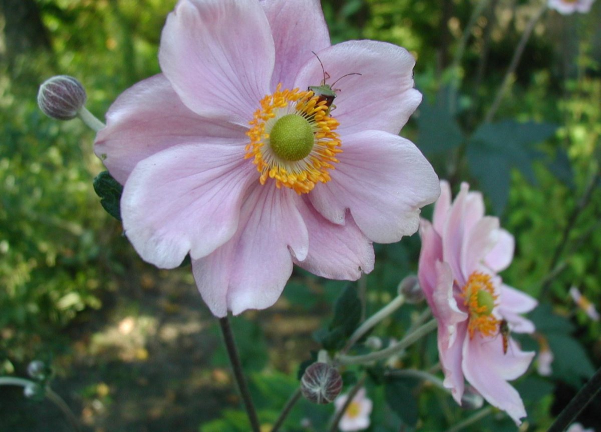 Anemone-hupehensis-flowers