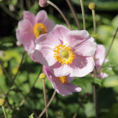 Anemone hupehensis