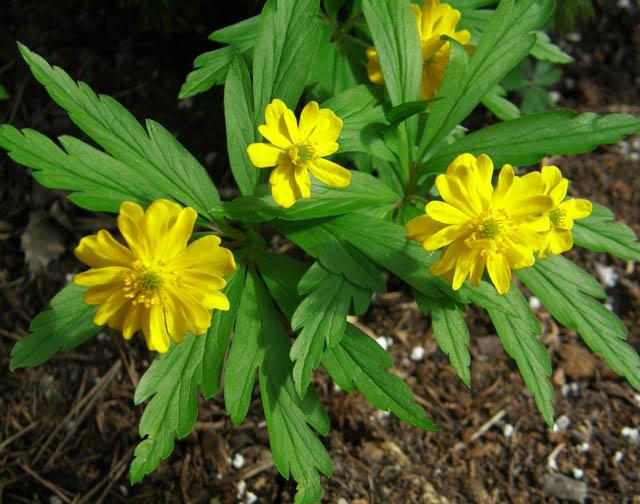 Anemone ranunculoides 2