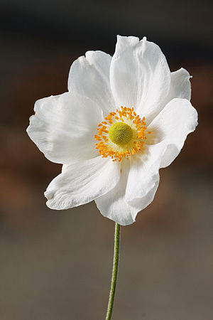 Anemone_japonica_1