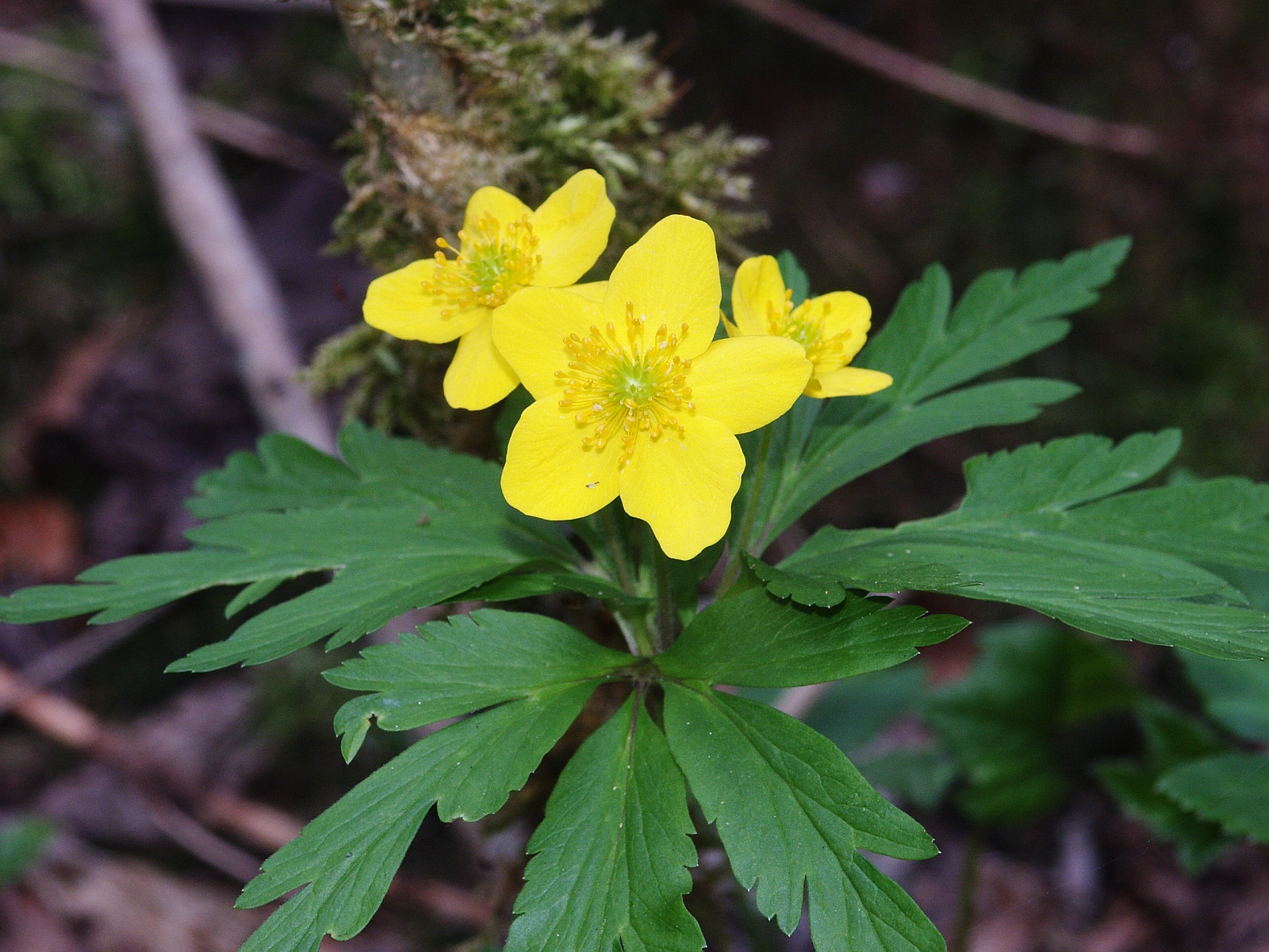 Anemone_ranunculoides 6