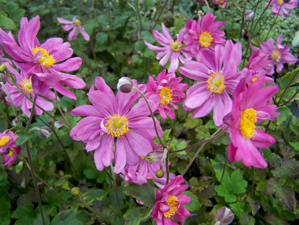 AnemonehybridaPrinzHeinrich )