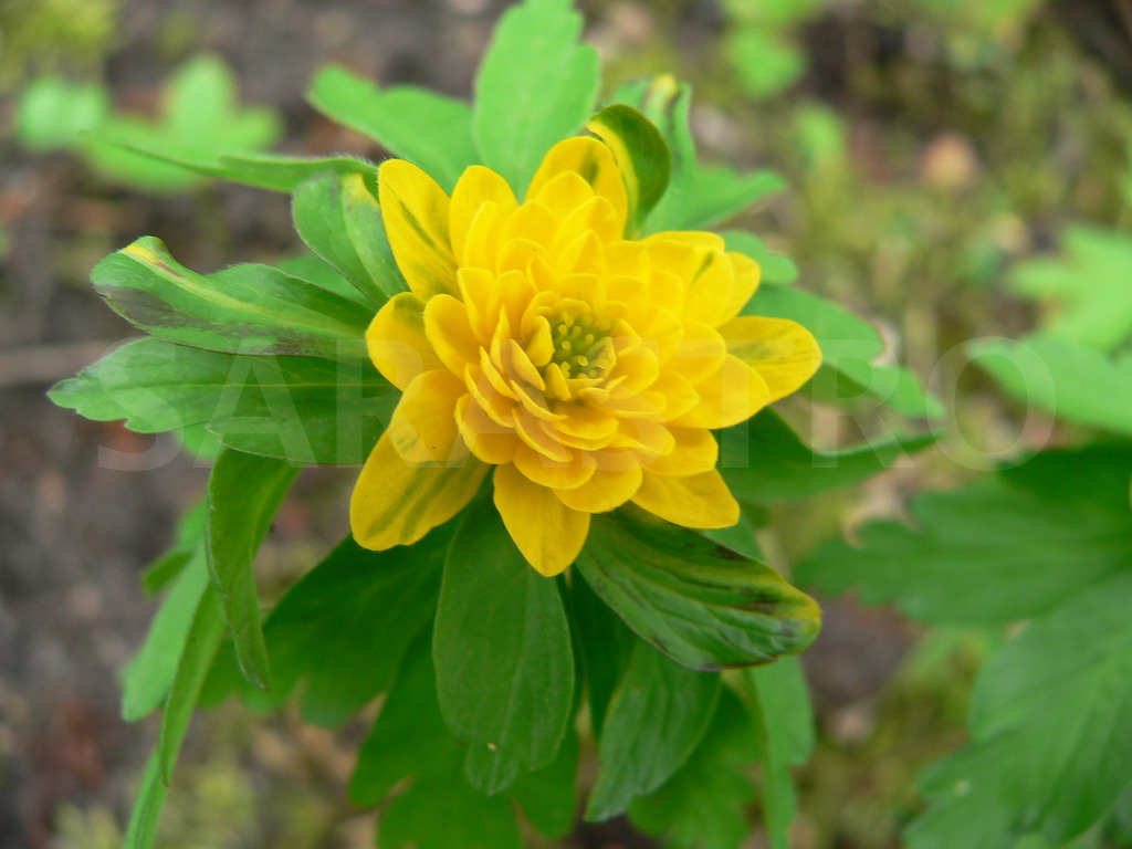 Anenone Ranunculoides dobrada