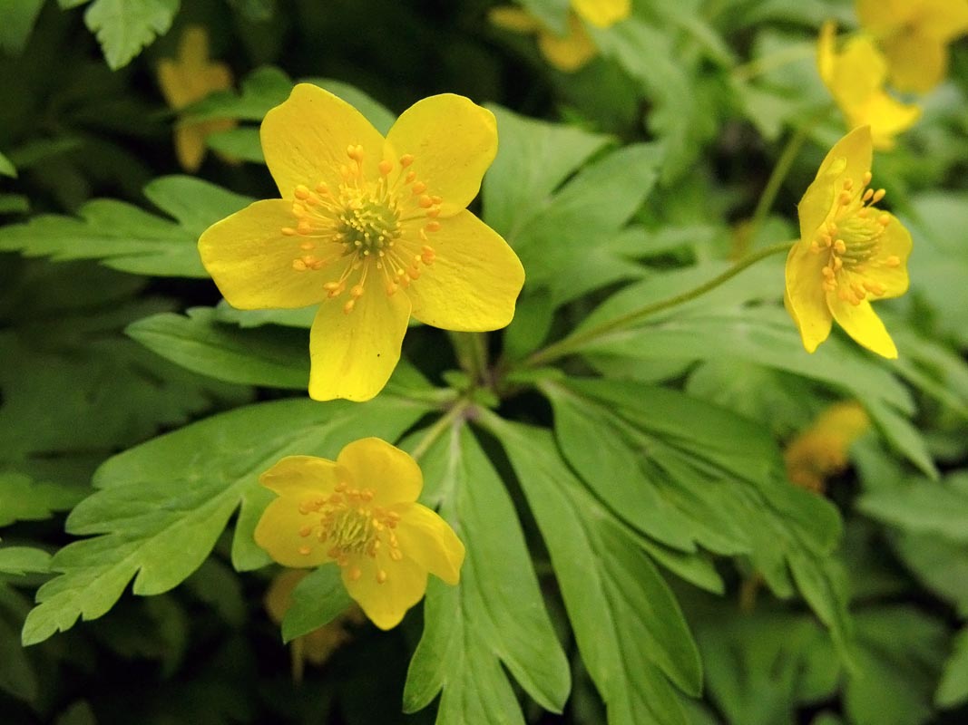 Anenone Ranunculoides1