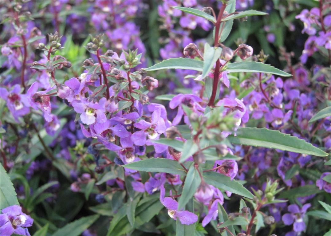 Angelonia