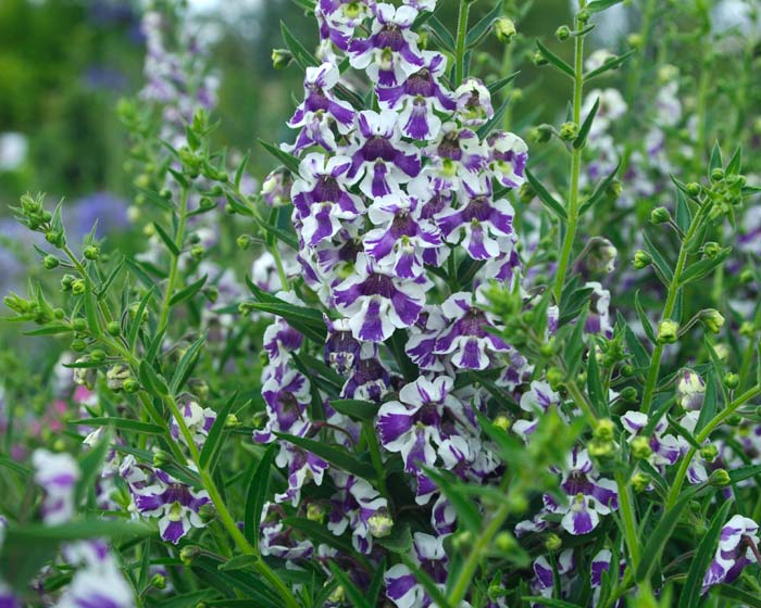 Angelonia Angel Mist