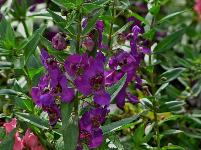 Angelonia Angustifolia 1