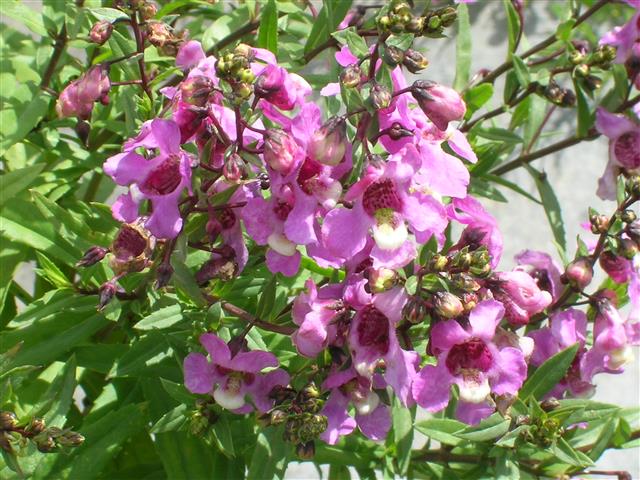 Angelonia-angustifolia-1