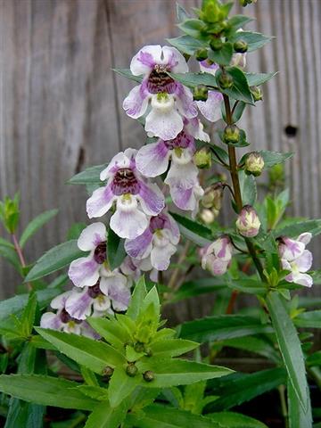 Angelonia-angustifolia-1BY