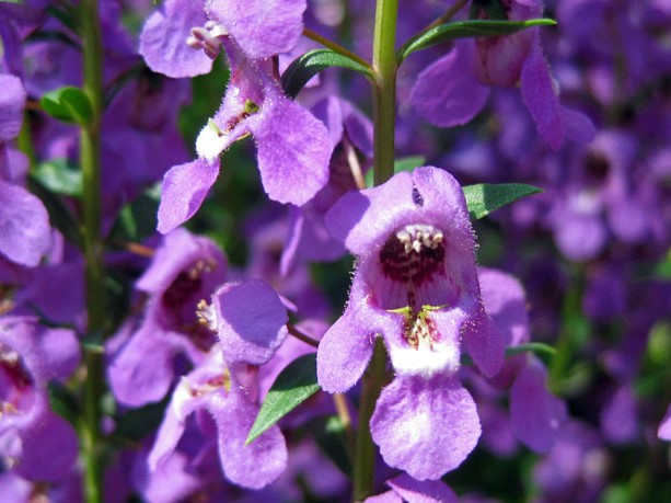 Angelonia_angustifolia