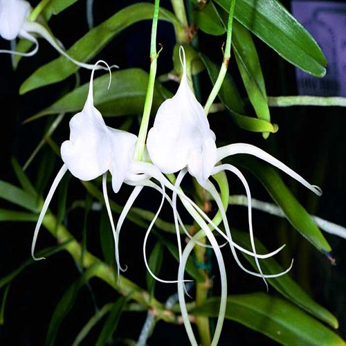 Angraecum germinyanum