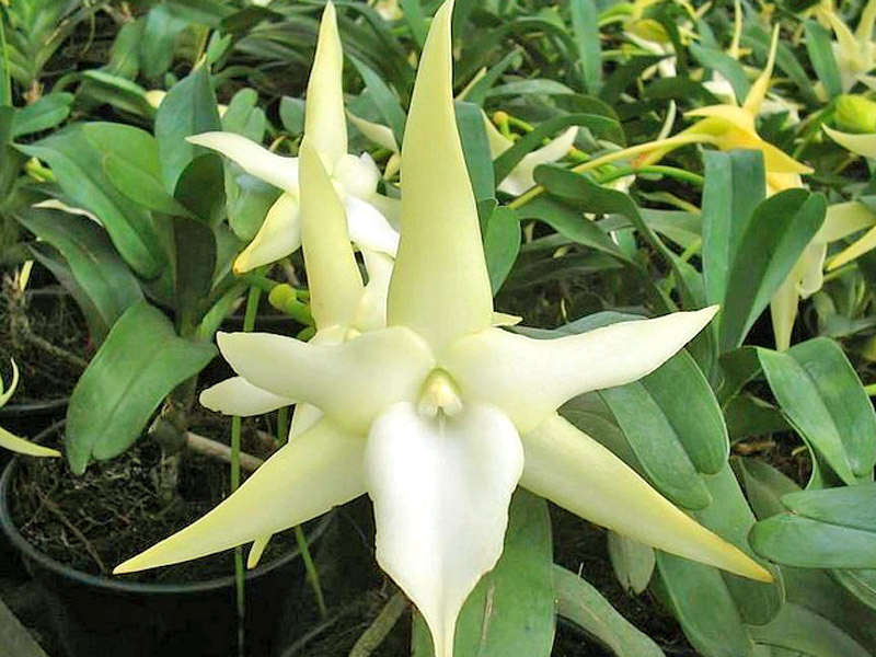 Angraecum-sesquipedale-01