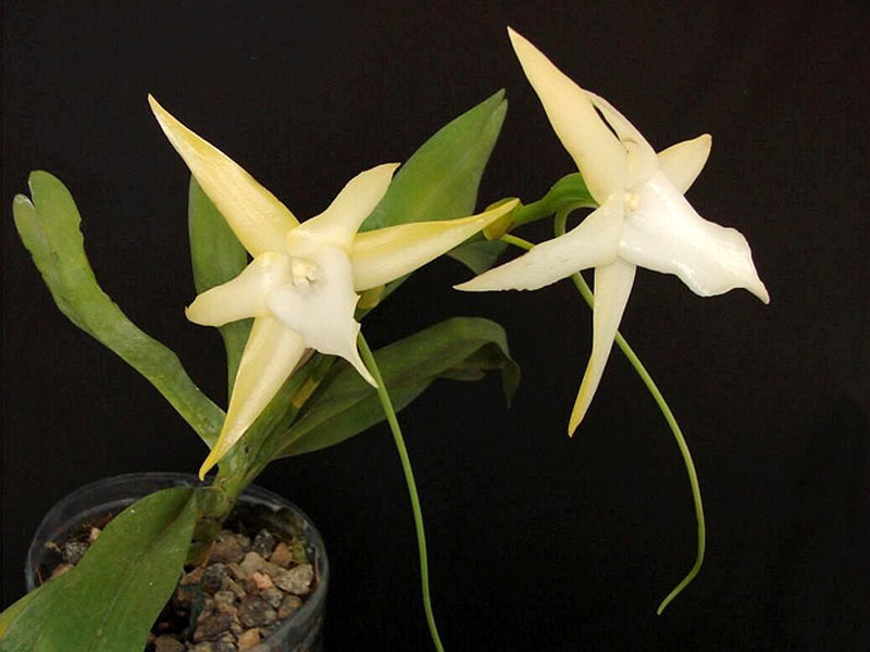 orquidea cometa