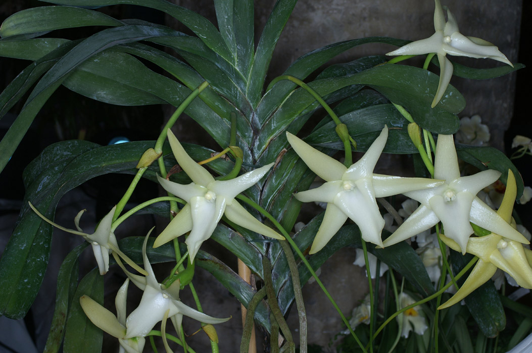 Angraecum sesquipedale(153)