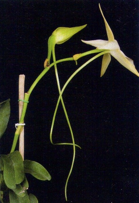 Angraecum sesquipedale