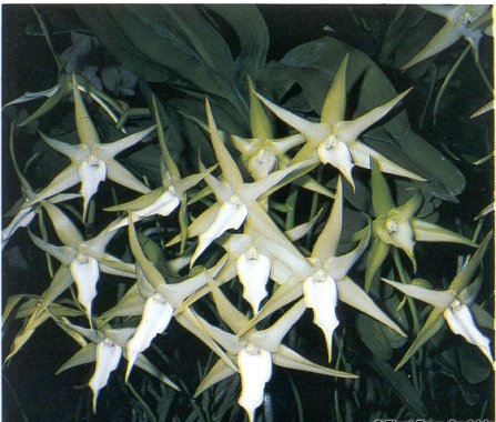 Angraecum_sesquipedale