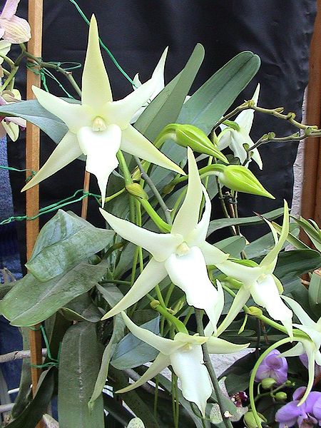 Angraecum_sesquipedale02