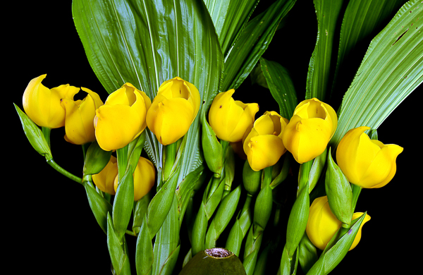 Anguloa (orquídea tulipa)