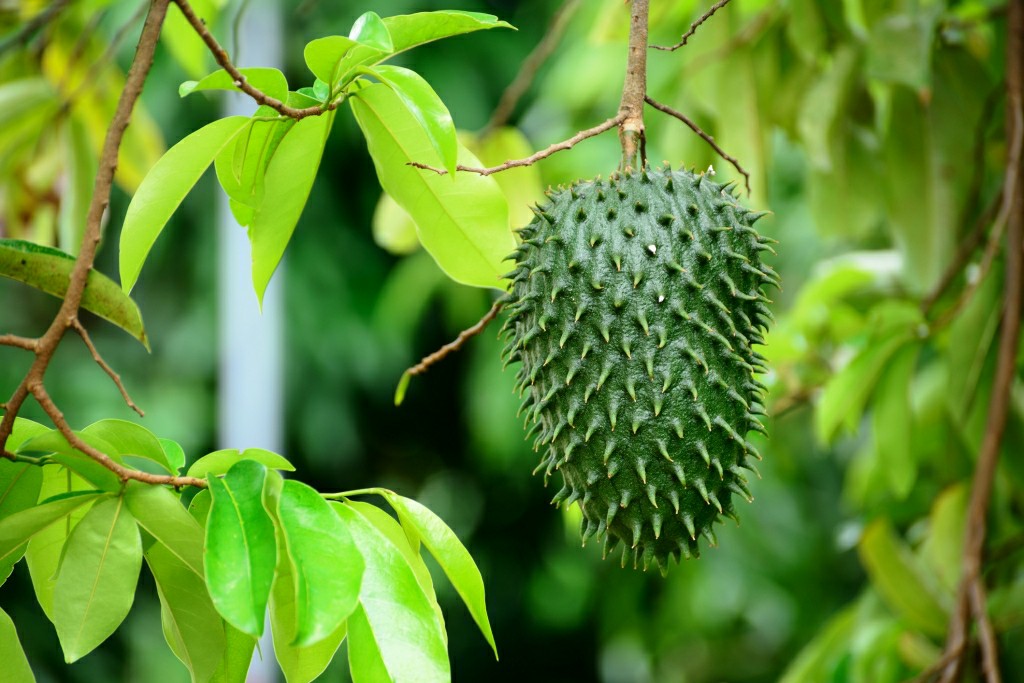 Annona muricata