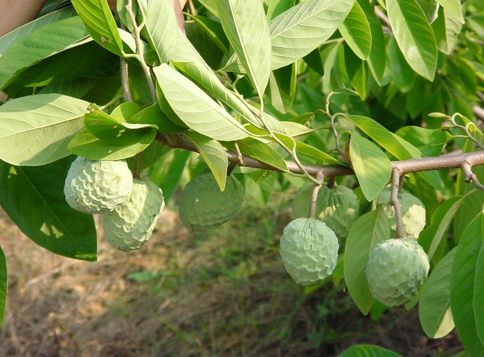 Annona squamosa 2